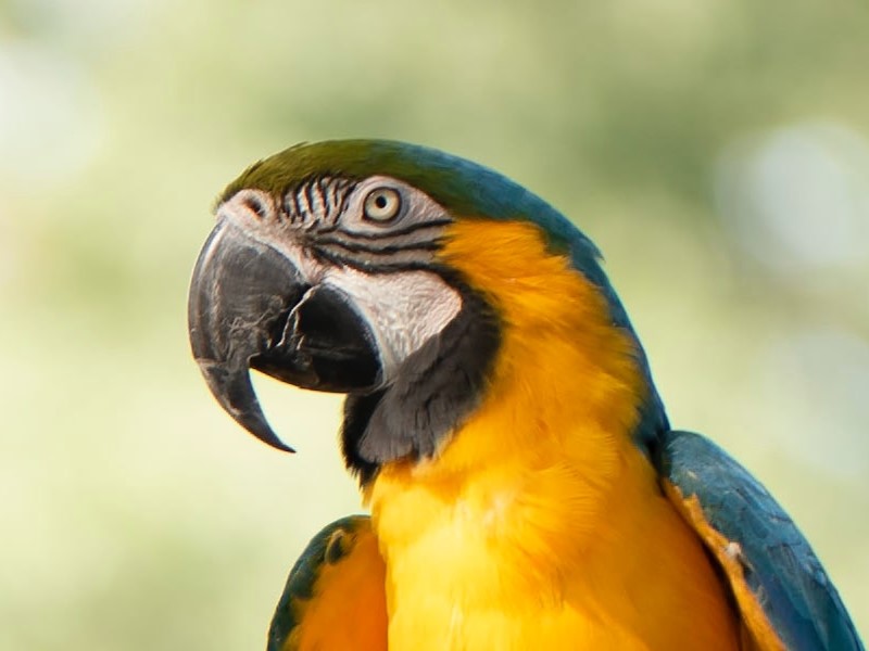 Wondervogel blijkt papegaai