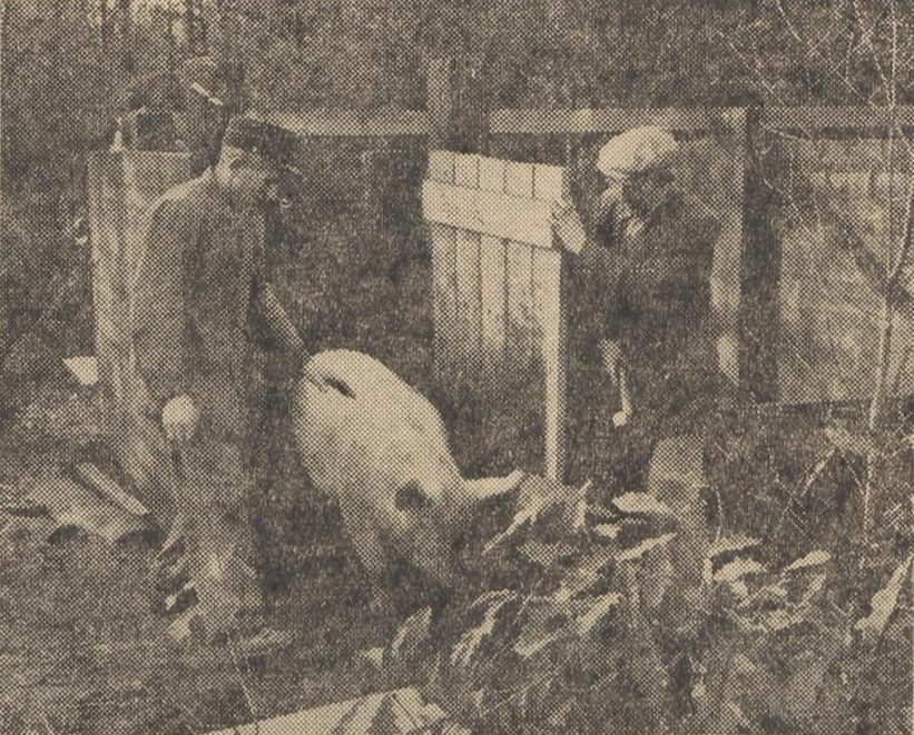 Varken moet verhuizen - Dagblad Tubantia, 11-11-1961
