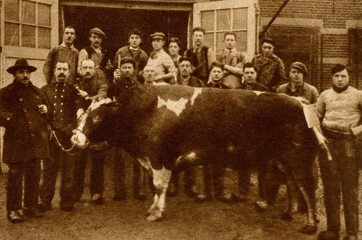 Slachthuis Aalten met stier van 1920 pond, 1927