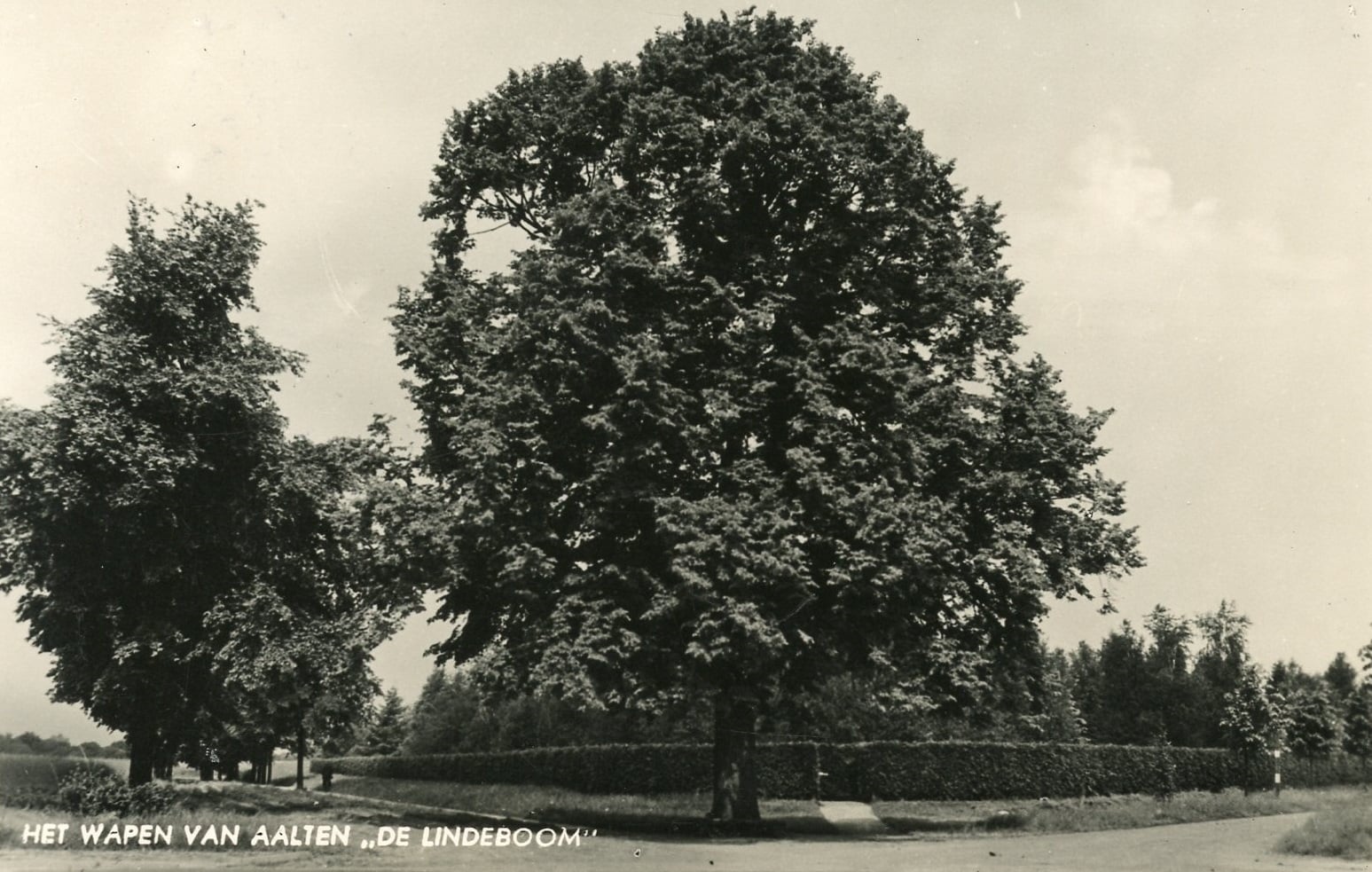 De Lindeboom, het wapen van Aalten