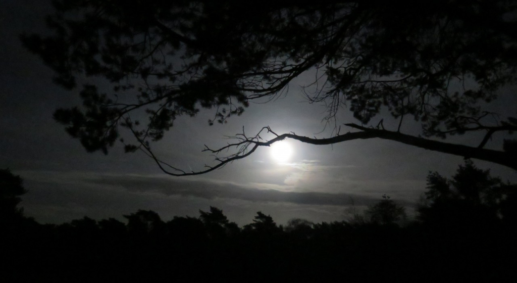Heide bij nacht