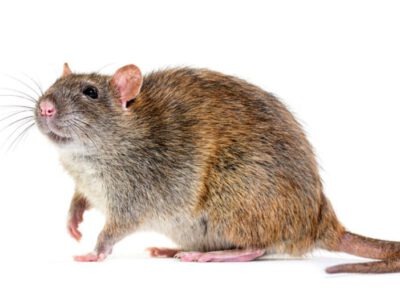 bruine rat